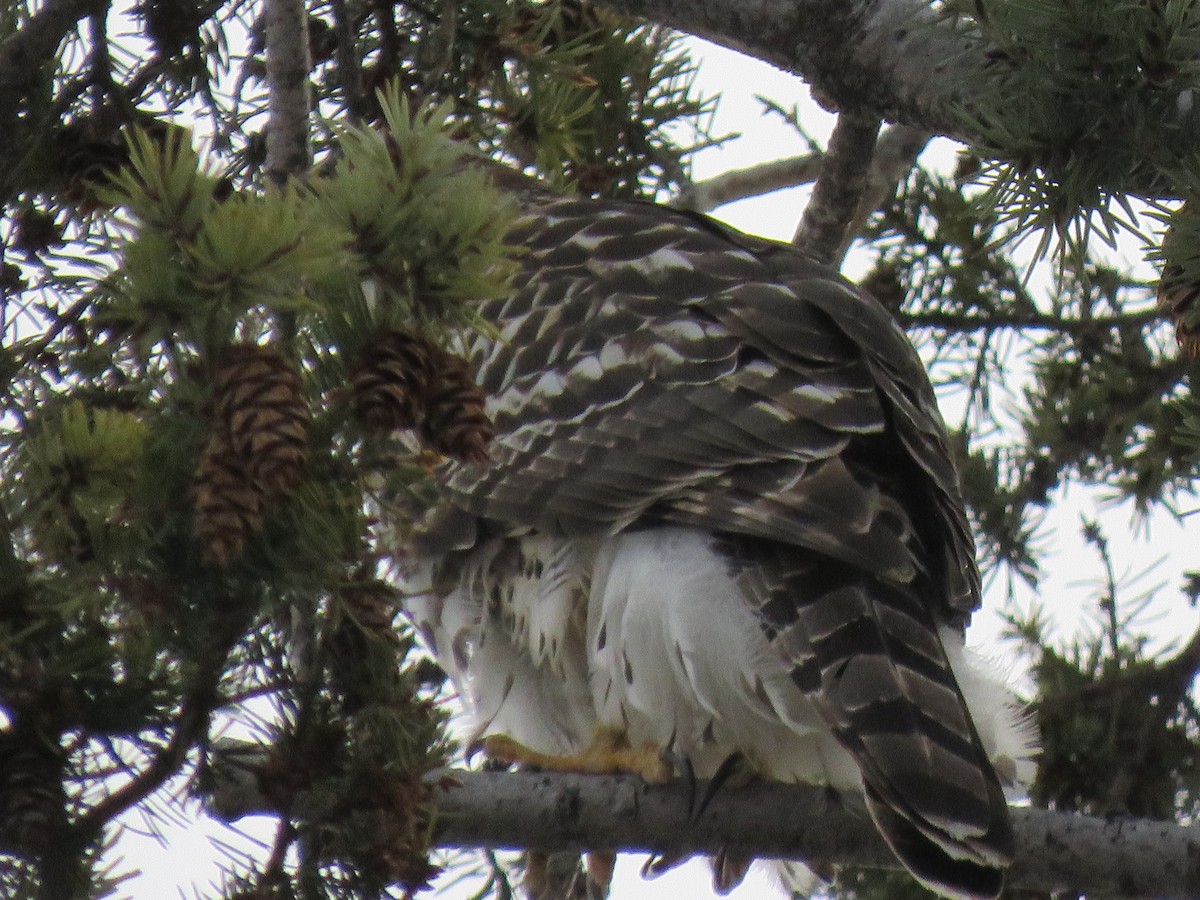 American Goshawk - ML533306061