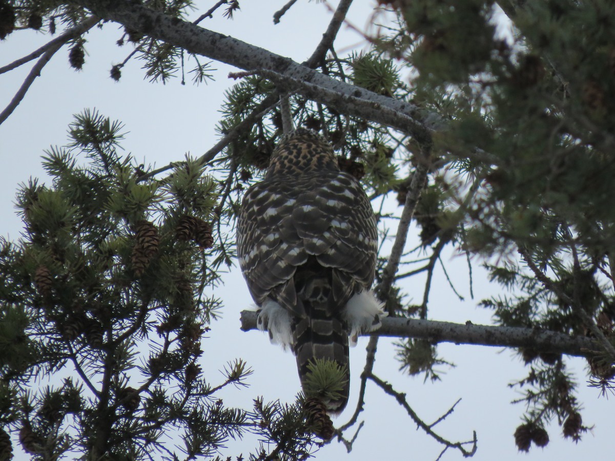 American Goshawk - ML533306071