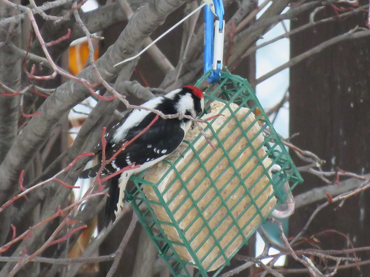 Downy Woodpecker - ML533306461