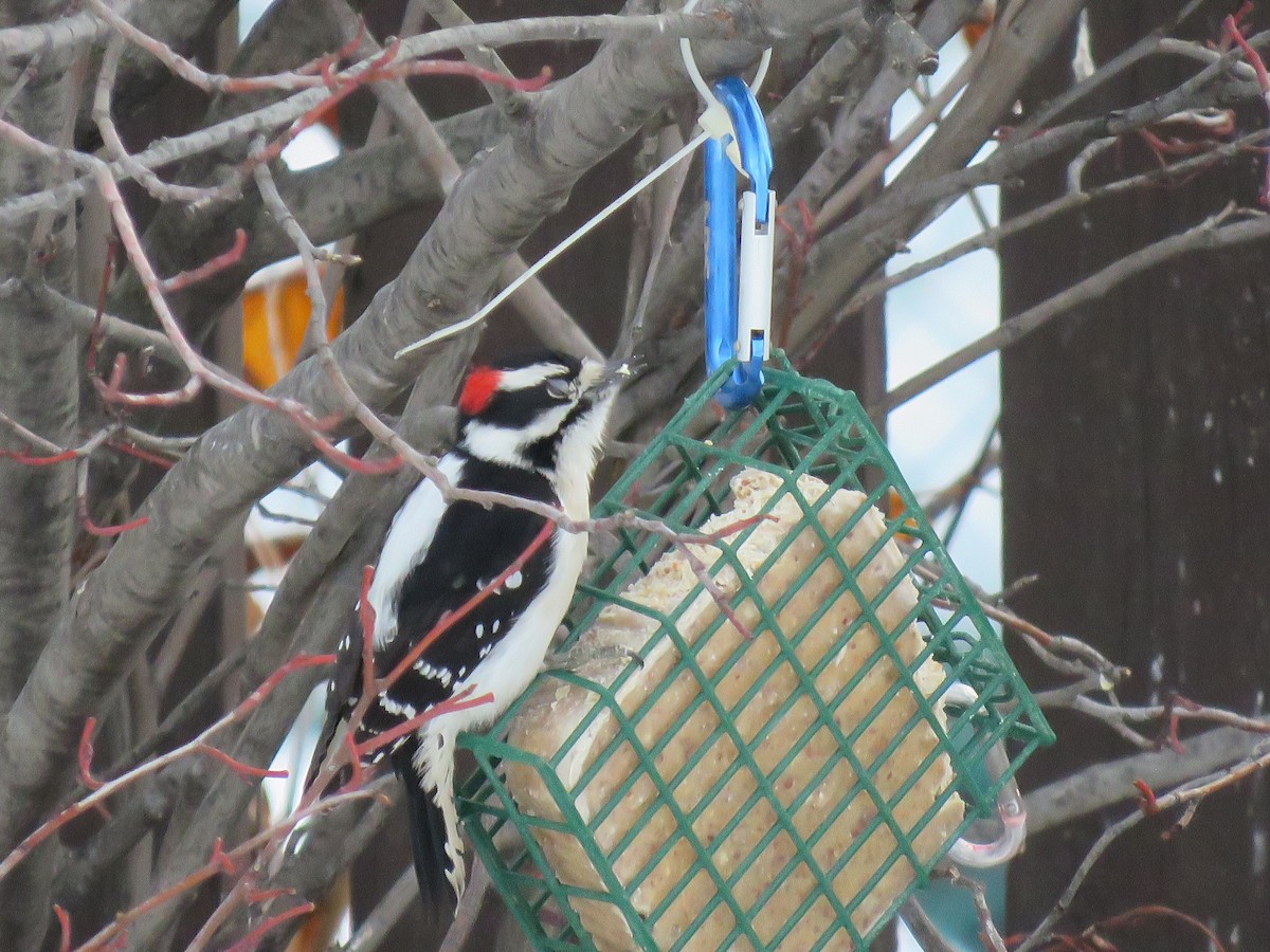 Downy Woodpecker - Wendy Roberts