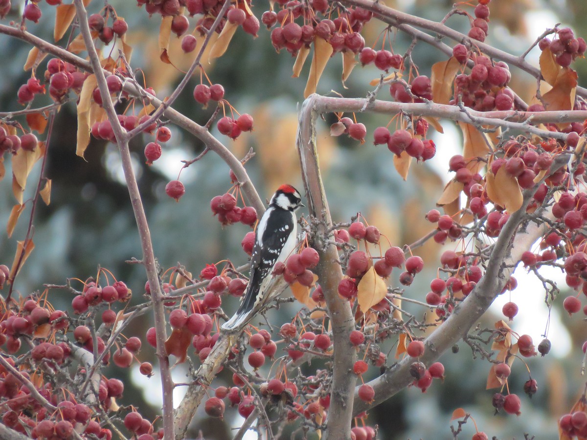 Downy Woodpecker - ML533306491