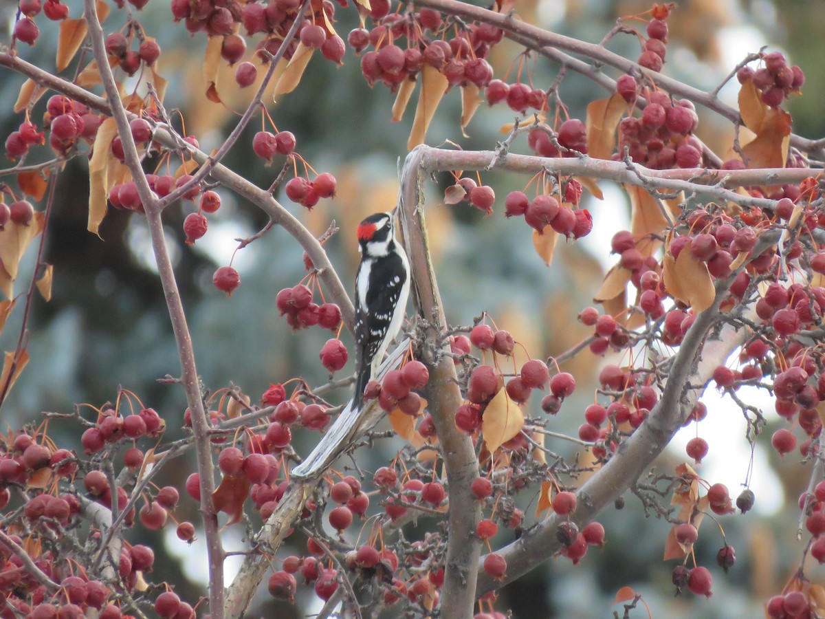 Downy Woodpecker - ML533306501