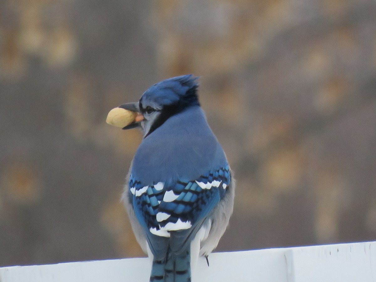 Blue Jay - ML533306921