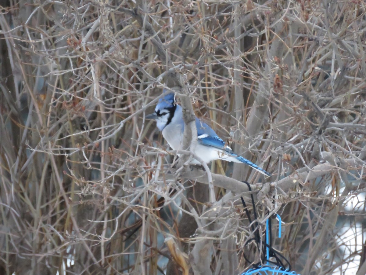 Blue Jay - ML533306941