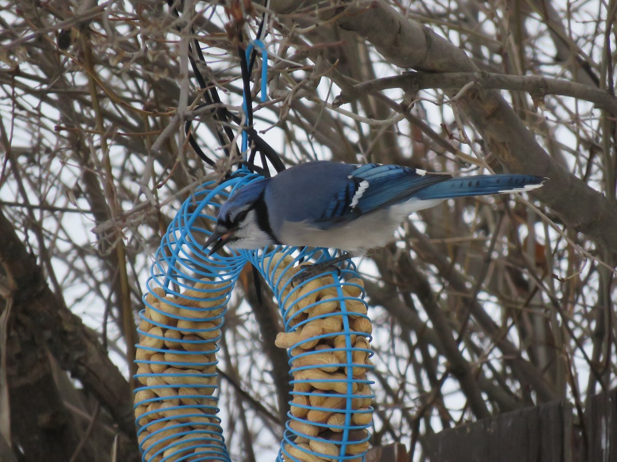 Blue Jay - Wendy Roberts