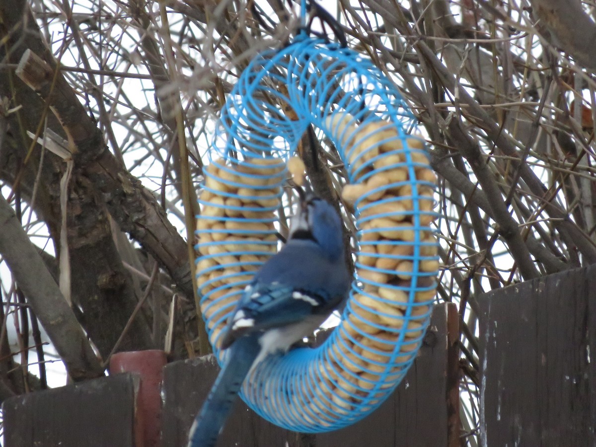 Blue Jay - ML533306971