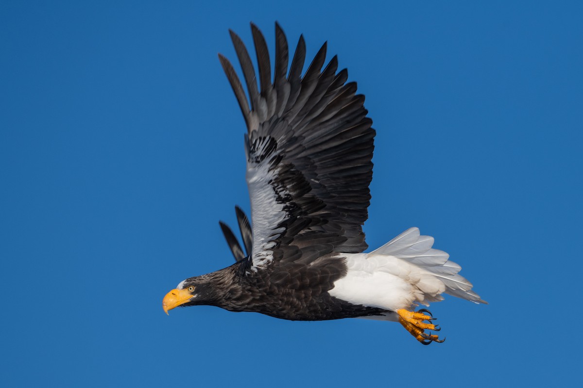 Steller's Sea-Eagle - ML533307321