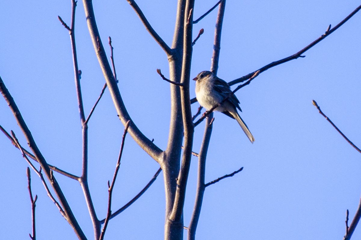 Field Sparrow - Jason Sosebee