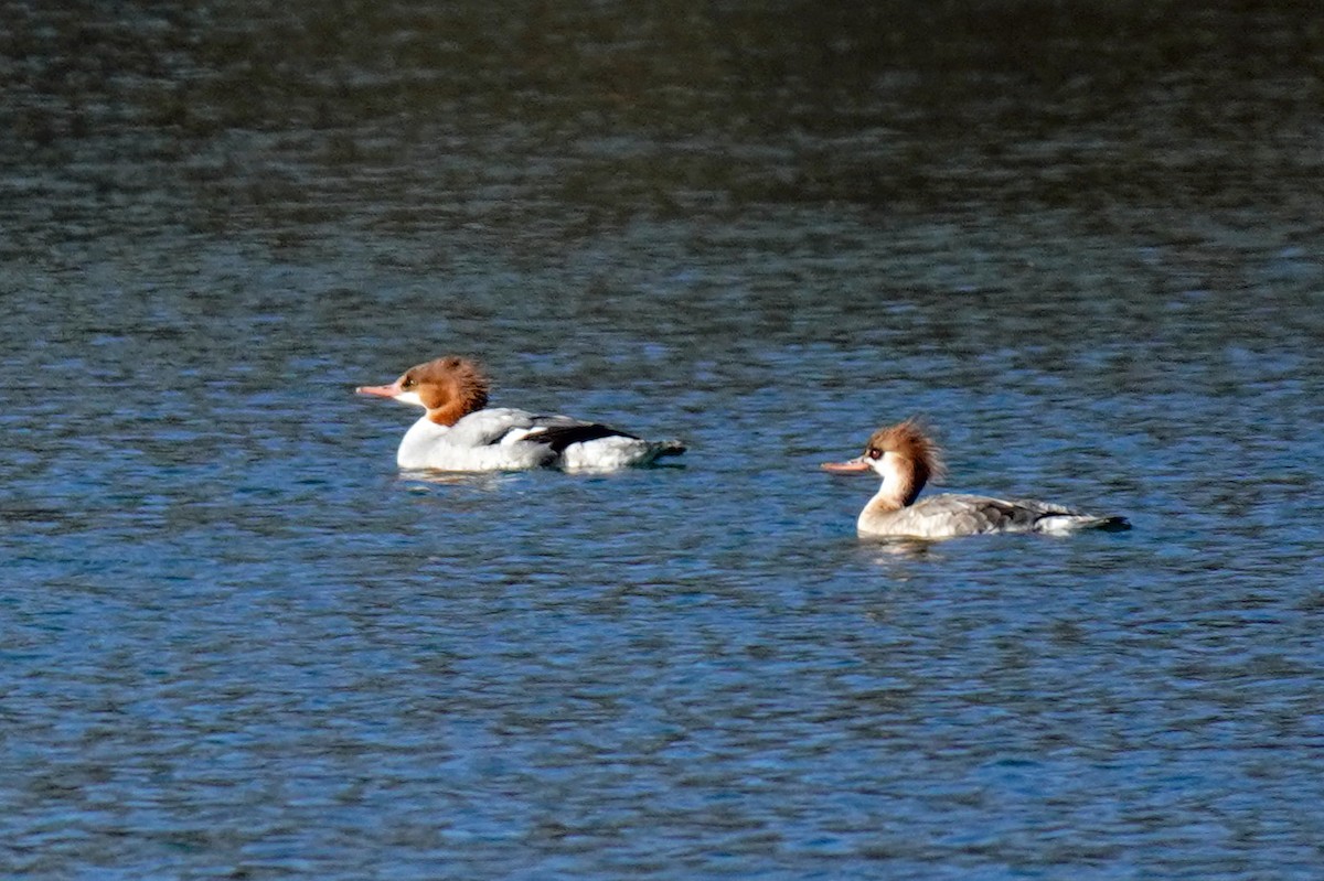 Common Merganser - ML533308301