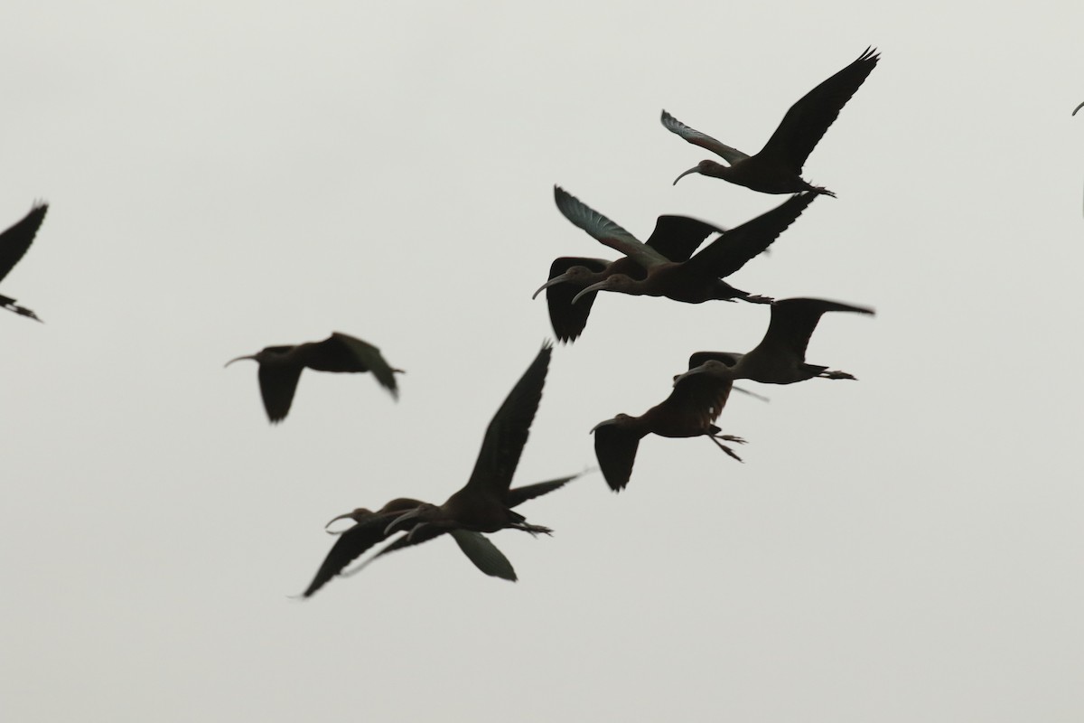 ibis americký - ML533308471