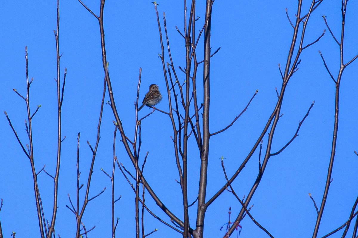 Field Sparrow - ML53331051