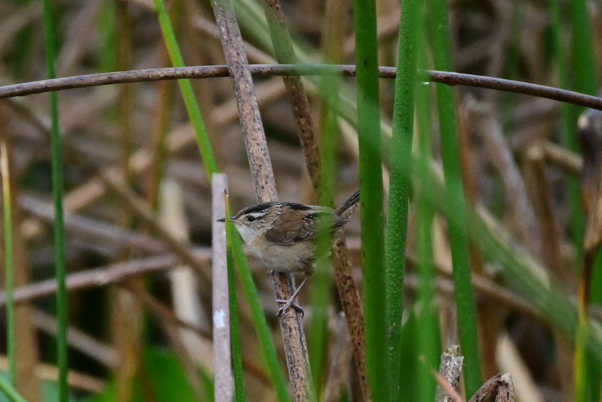 Sedge Wren - ML533311821