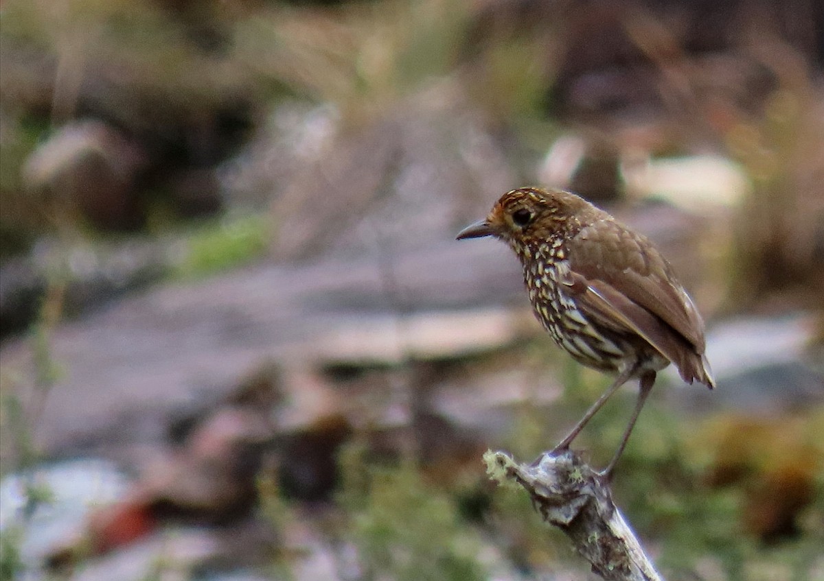 Stripe-headed Antpitta - ML533312301
