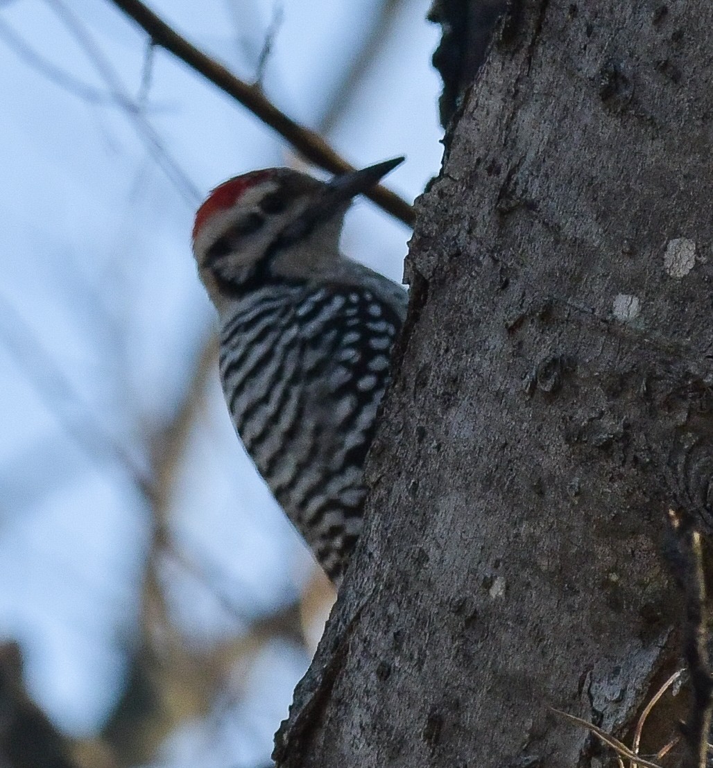 Ladder-backed Woodpecker - Debra Miyamoto