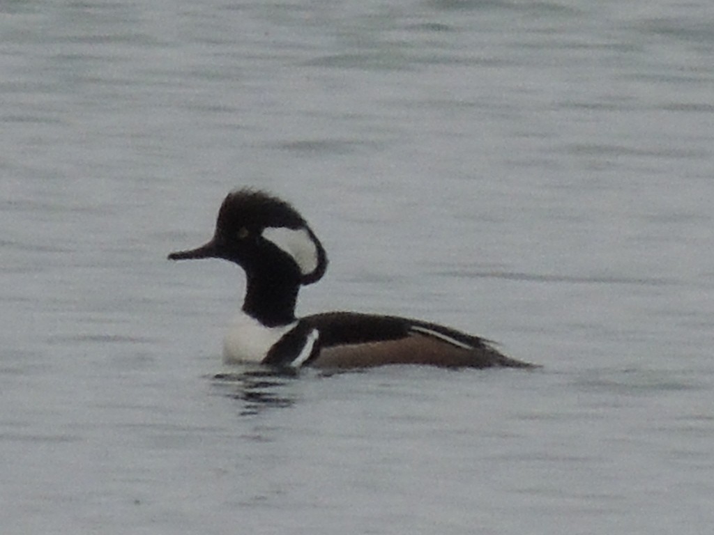 Hooded Merganser - Melody Walsh