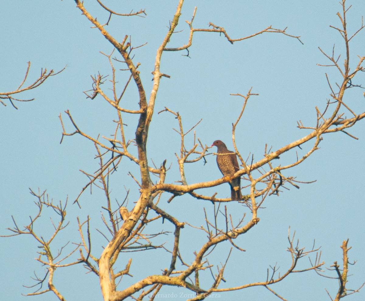 Scaled Pigeon - ML533313501