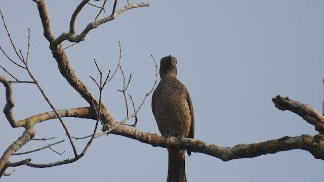 Cotinga Celeste - ML533313571