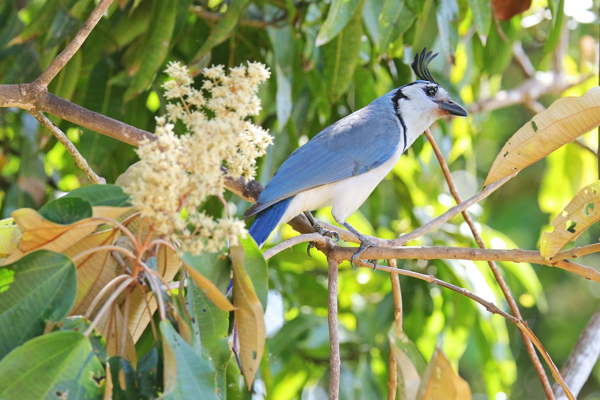 White-throated Magpie-Jay - Nathan Wall