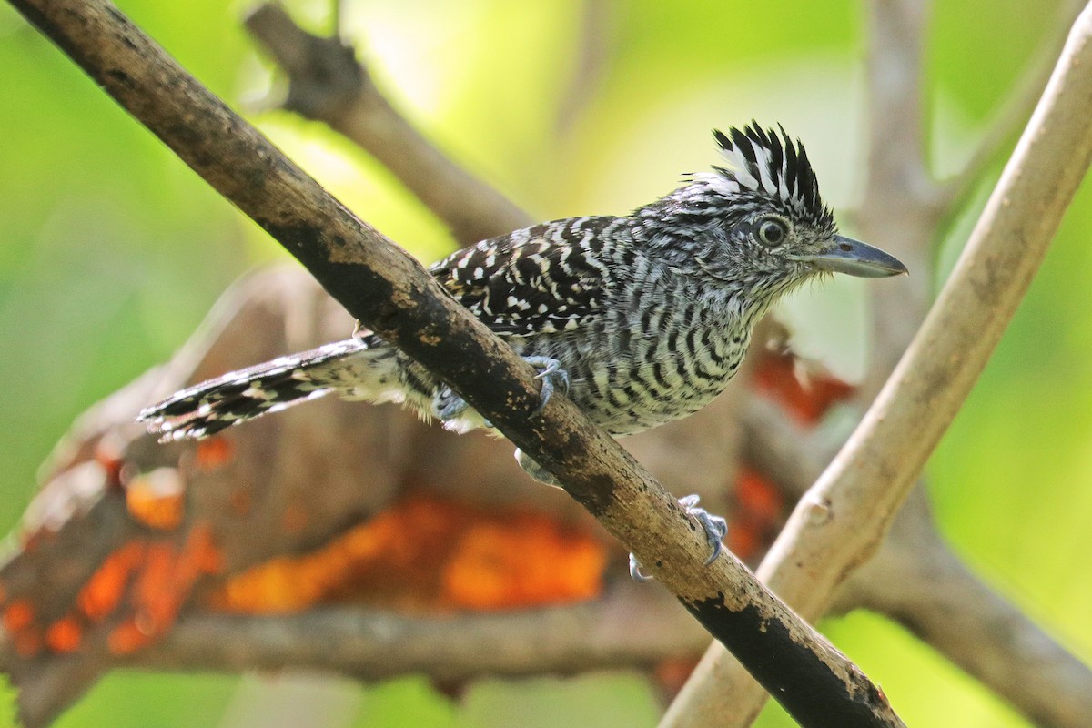 Barred Antshrike - ML533314031