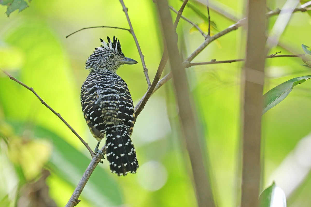 Barred Antshrike - ML533314091