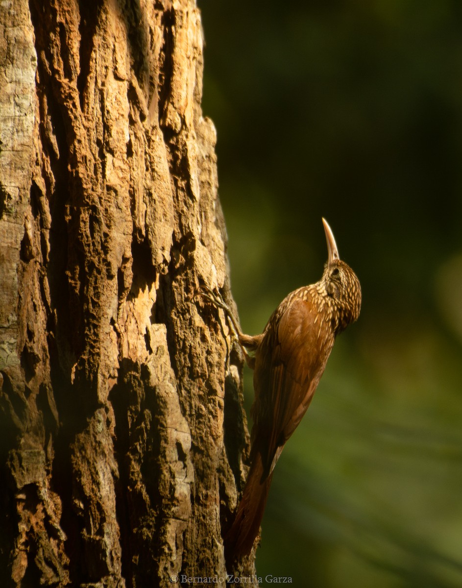 Streak-headed Woodcreeper - Bernardo Zorrilla Garza