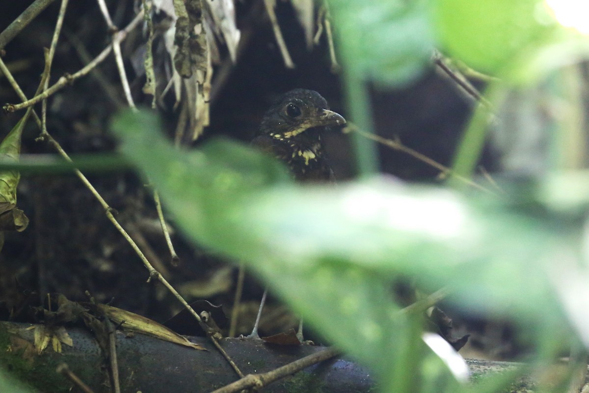 Scaled Antpitta - ML533314791