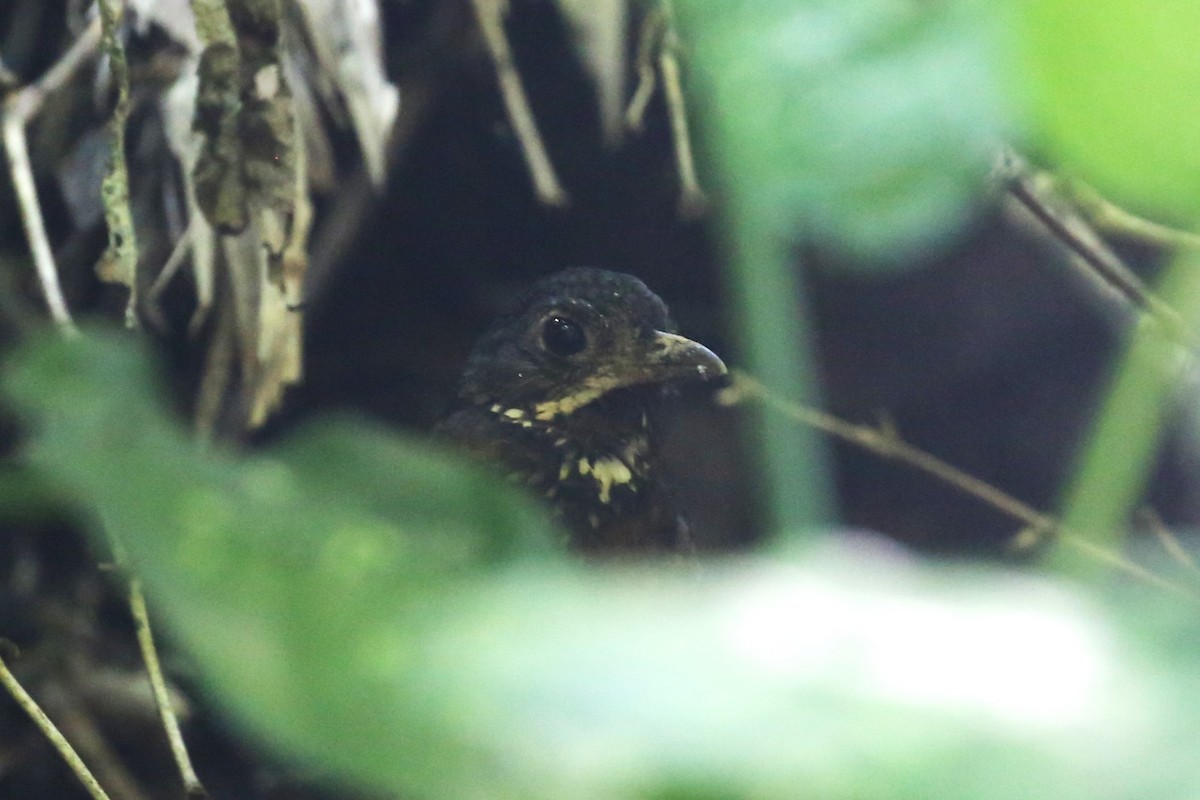 Scaled Antpitta - ML533314831