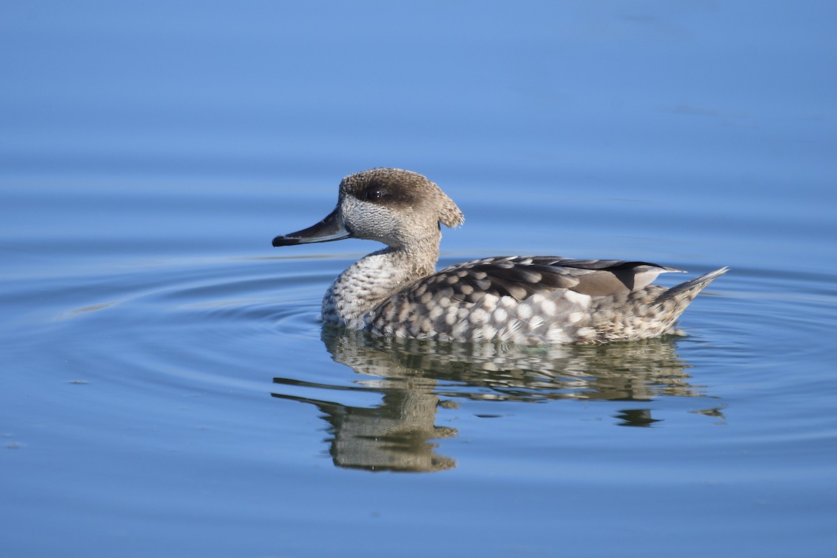 Marbled Duck - ML533315471