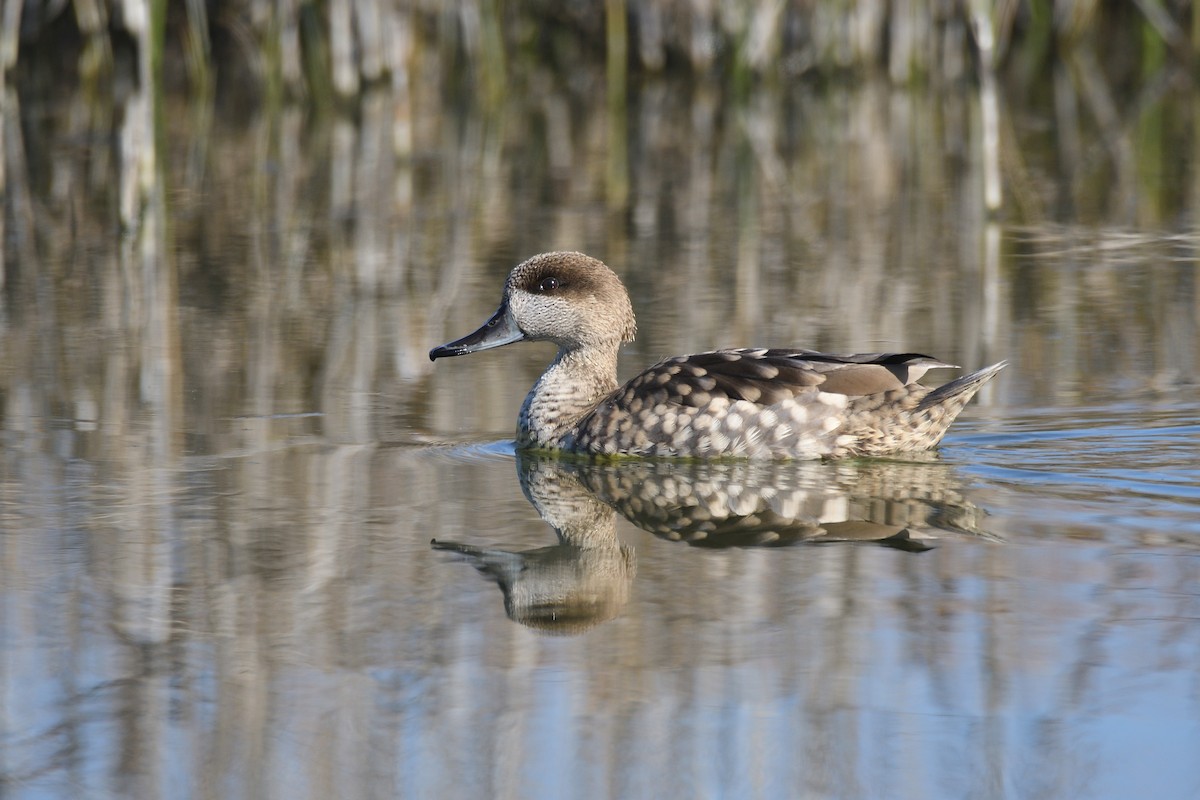 Marbled Duck - ML533315531