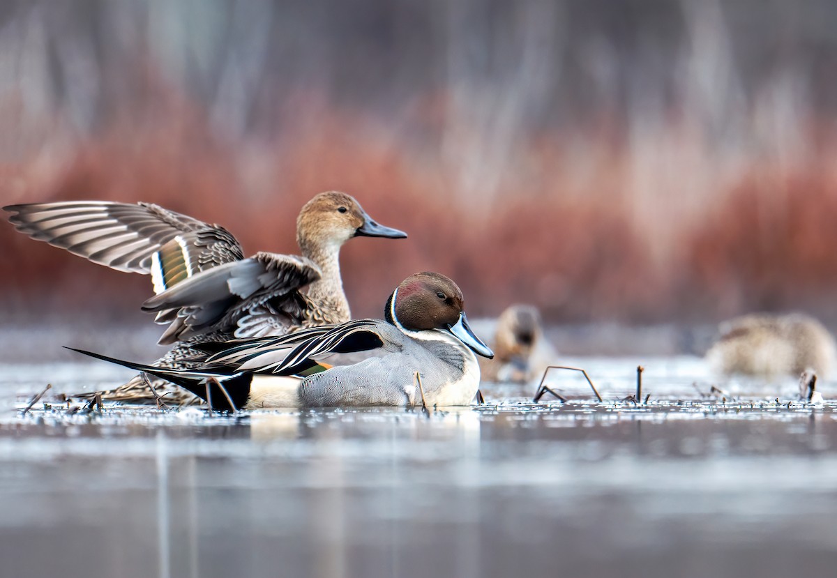 Northern Pintail - Matthew Addicks