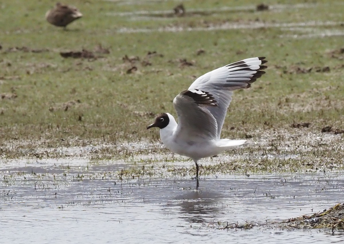 Andean Gull - ML533316951