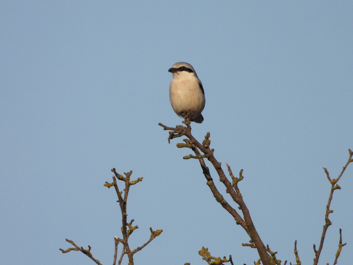 Great Gray Shrike - Sławomir Karpicki