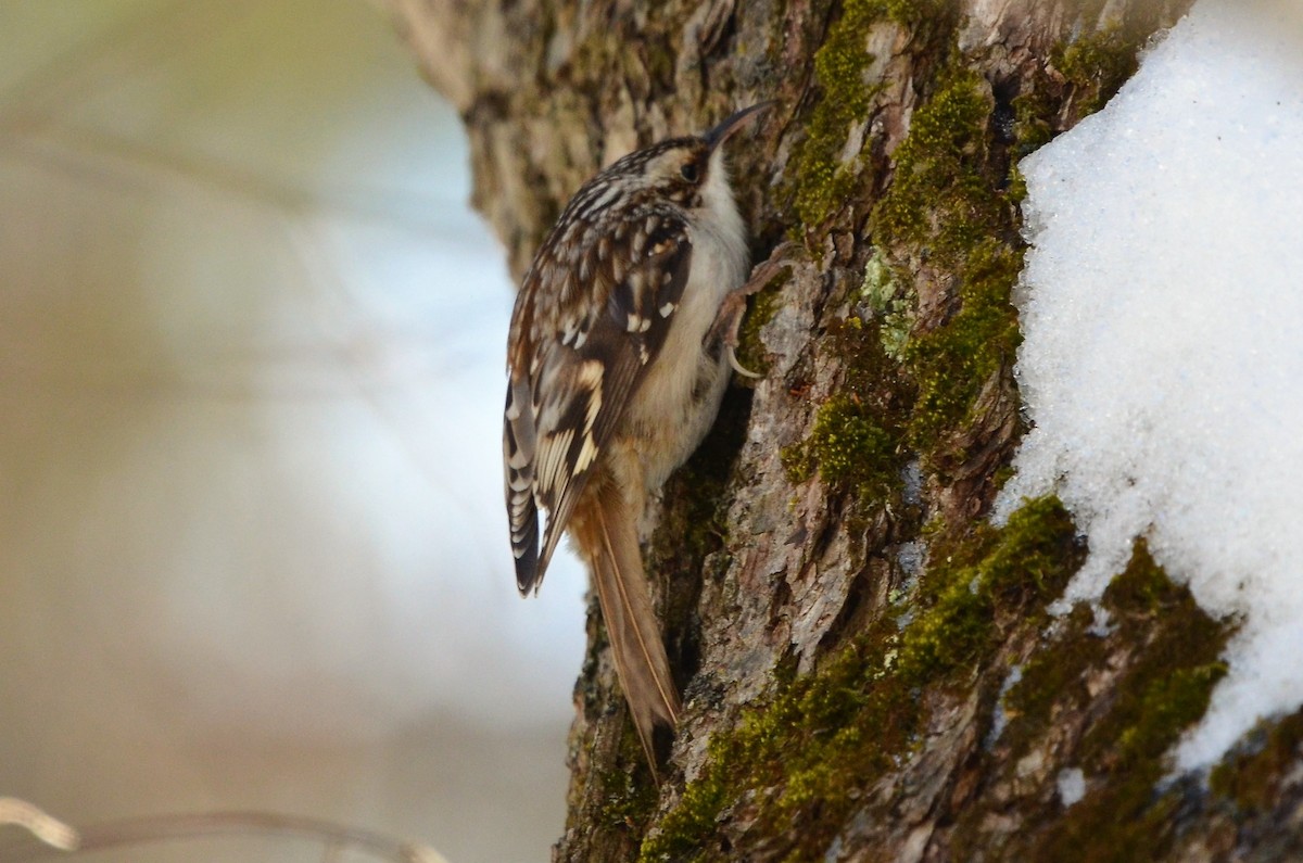 Brown Creeper - Bob Baker