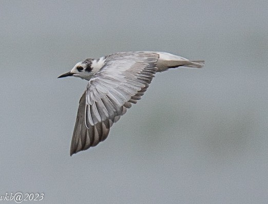 White-winged Tern - Balagopal VK