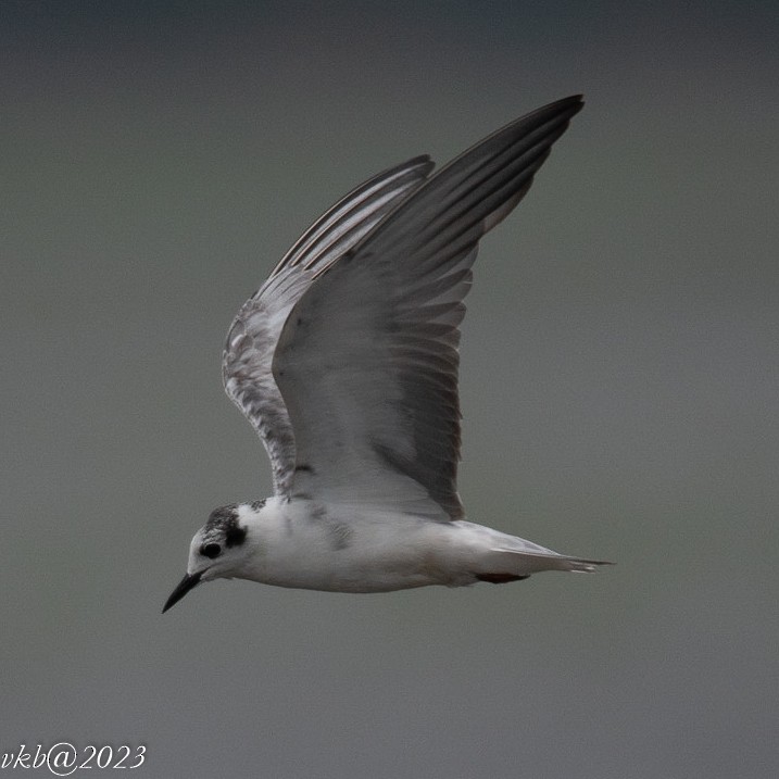 White-winged Tern - ML533318051