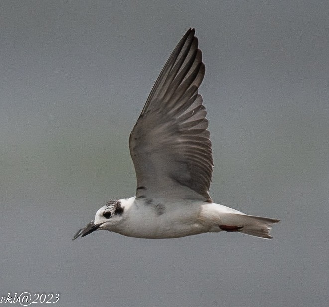 White-winged Tern - ML533318071