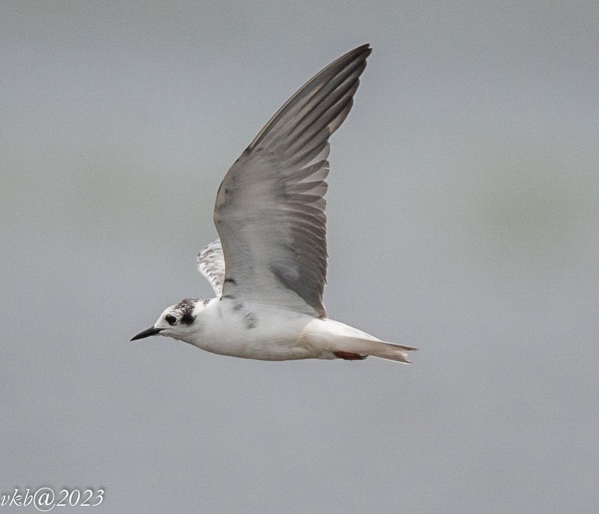 White-winged Tern - Balagopal VK