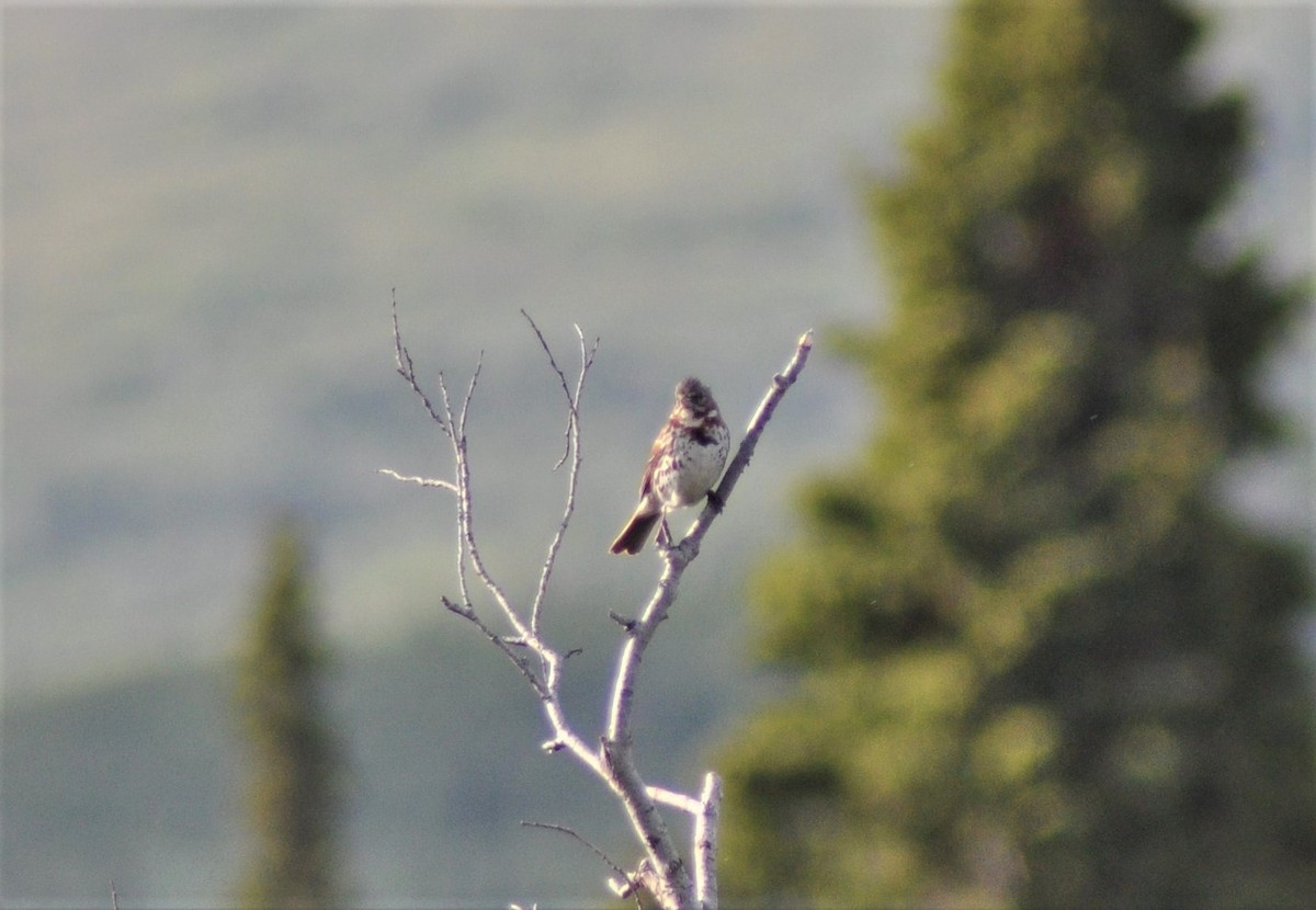 strnadec kaštanový - ML533318831