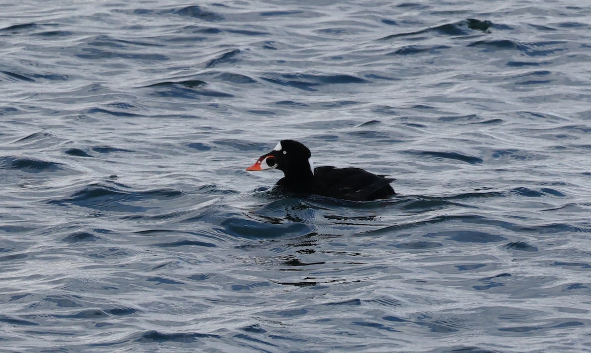 Surf Scoter - ML533319441