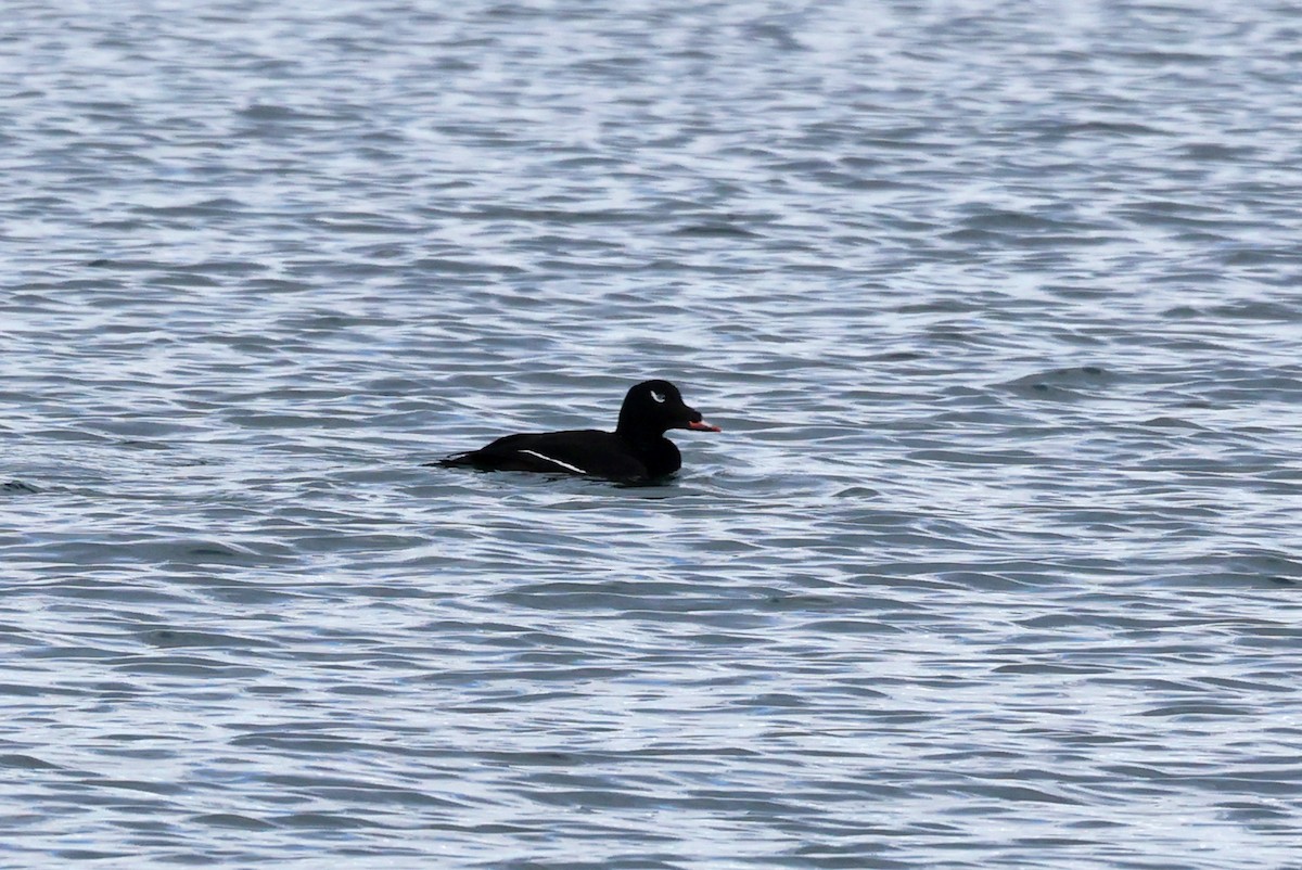 White-winged Scoter - ML533319591