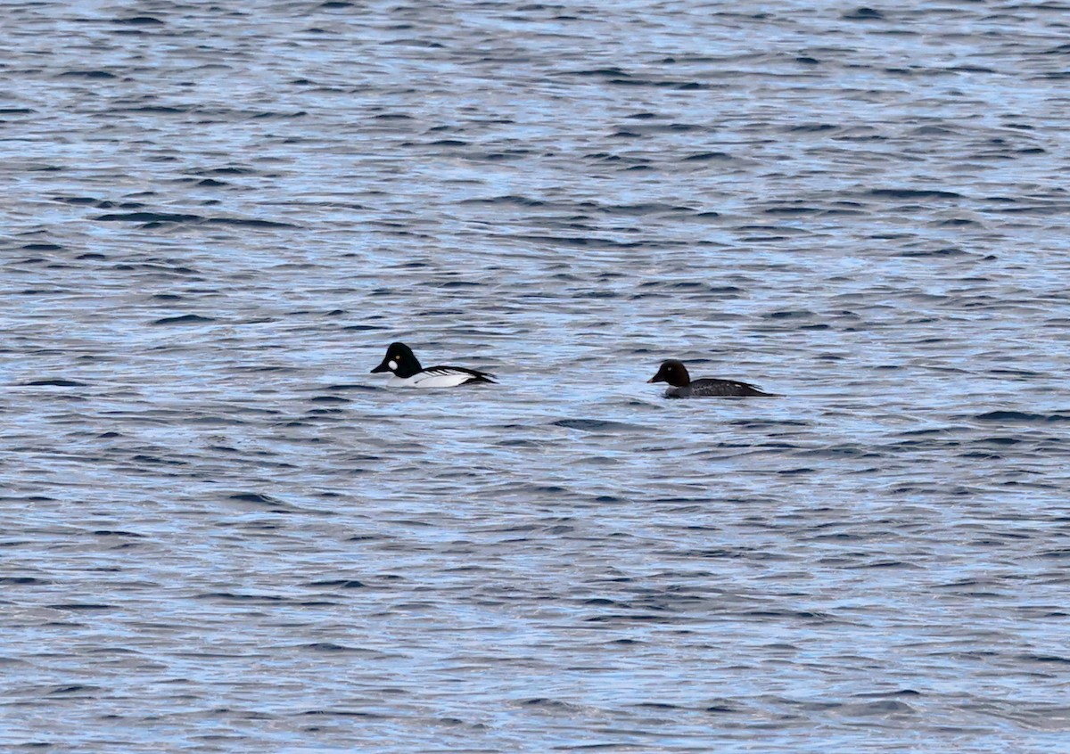 Common Goldeneye - ML533319691