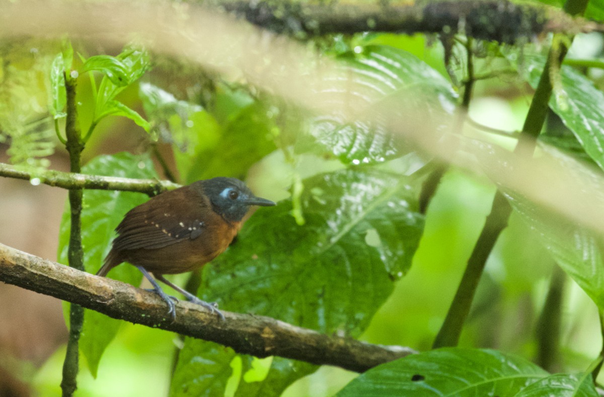 Chestnut-backed Antbird (Short-tailed) - ML533320511