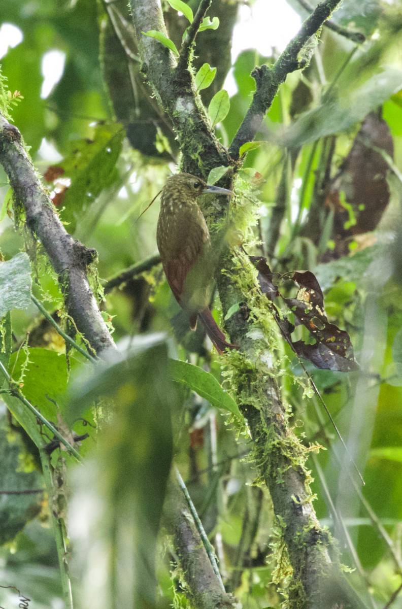 Spotted Woodcreeper (Berlepsch's) - ML533320551