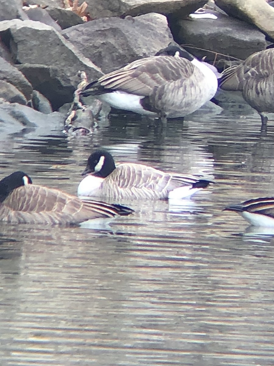 berneška malá (ssp. hutchinsii) - ML533320671