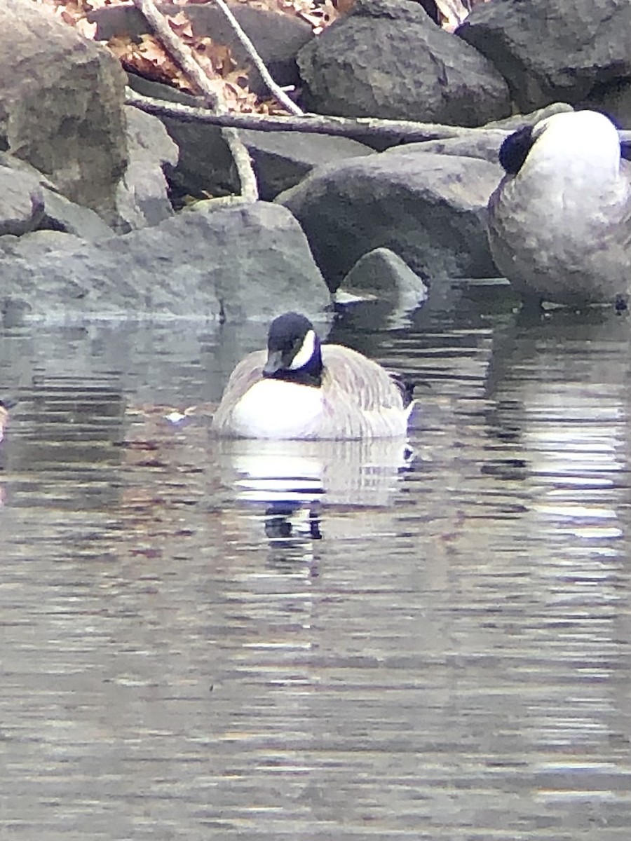 berneška malá (ssp. hutchinsii) - ML533320721