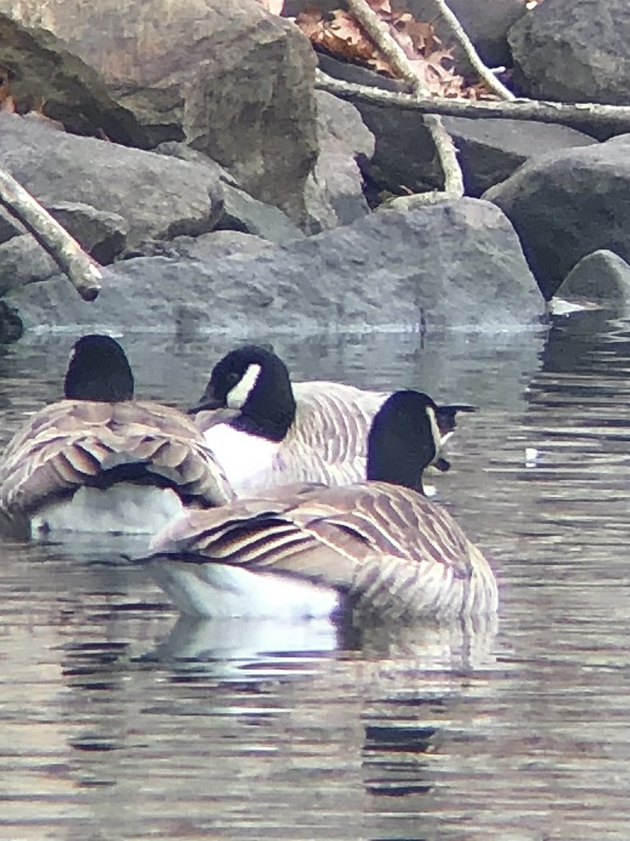 berneška malá (ssp. hutchinsii) - ML533320831