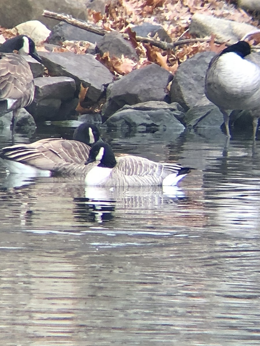 berneška malá (ssp. hutchinsii) - ML533320841