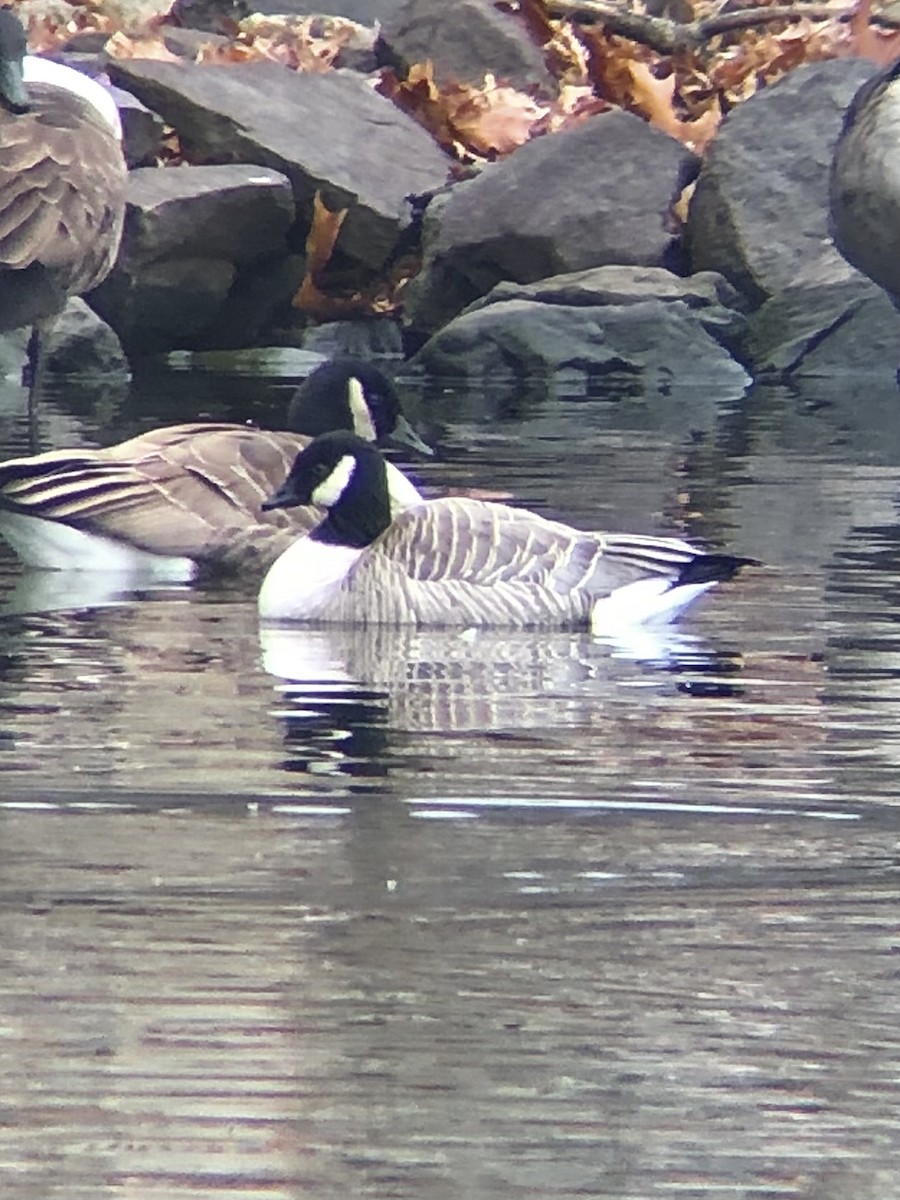 berneška malá (ssp. hutchinsii) - ML533320881