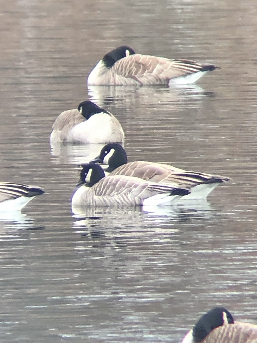 berneška malá (ssp. hutchinsii) - ML533320921