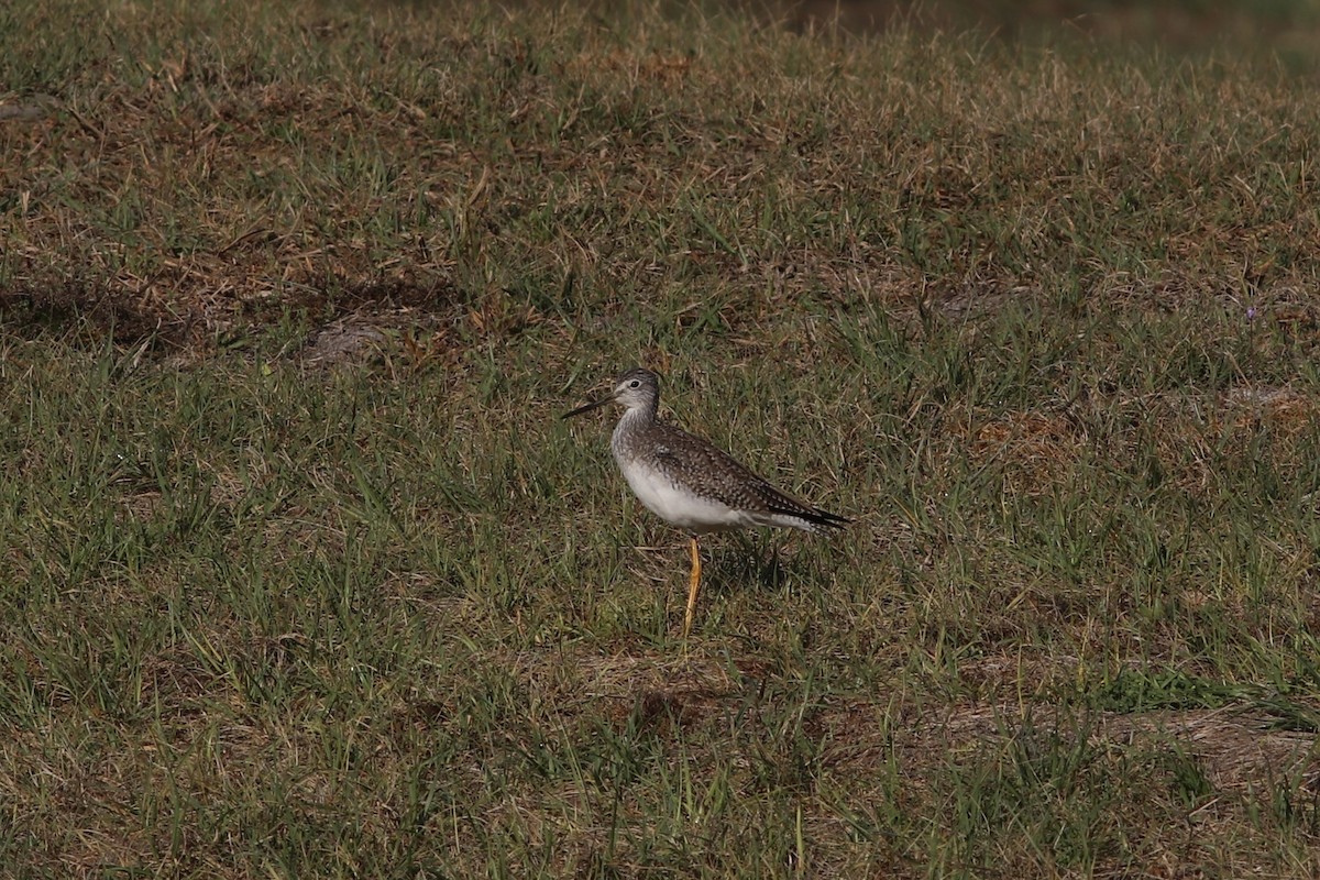 Greater Yellowlegs - ML533321091